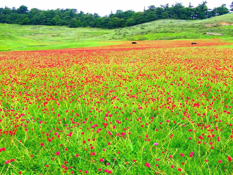 flowers in khatpad national park