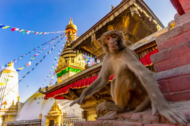 swayambhunath temple, monkey temple