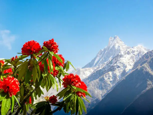 Best Time to Trek at ABC : spring season